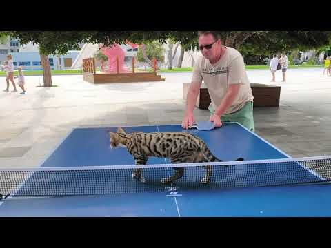 Видео: Rixos Sungate, погода в конце октября, Diamond Club (территория)