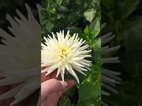 Видео: георгины с названиями сортов