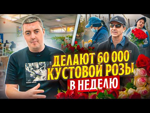 Видео: 60 000 тяжелой кустовой розы в неделю | Плантация Ponte Tresa | Эквадор | Цветы оптом
