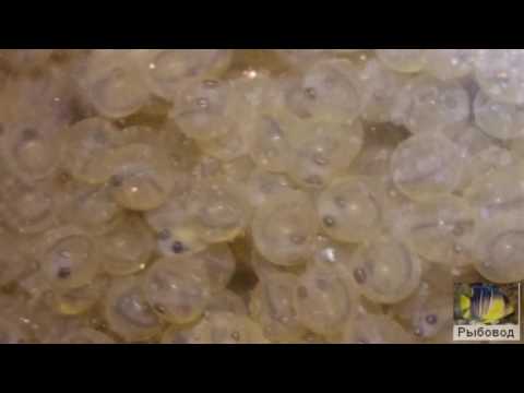 Видео: Инкубация икры карпа! The incubation of eggs carp