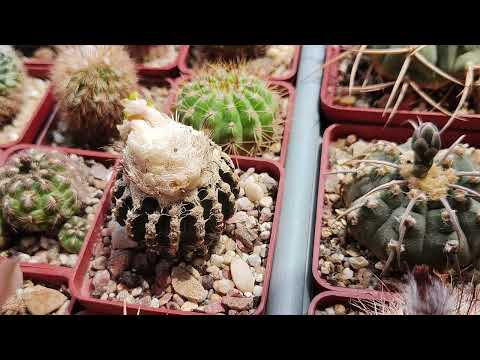 Видео: Кактусы и суккуленты. ",Галопом по бутонам,мельком по цветам"