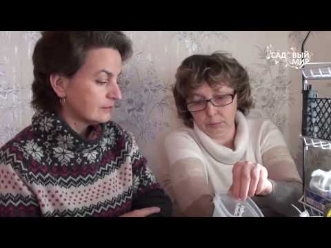 Видео: Как сеять альпийские растения.  Стратификация Часть 1. Сайт "Садовый мир"