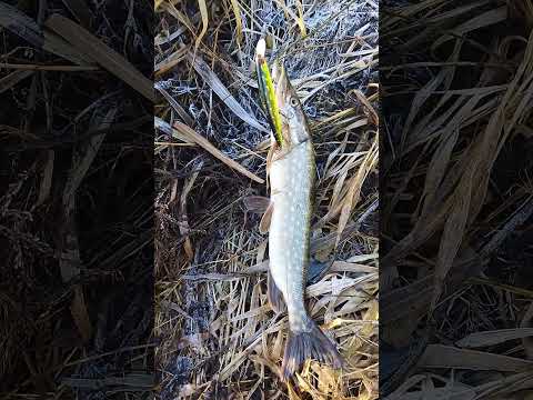 Видео: Только этот воблер и сработал.19 января 2025г