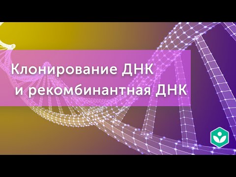 Видео: Клонирование ДНК и рекомбинантная ДНК (видео 4) | Генная инженерия | Молекулярная генетика