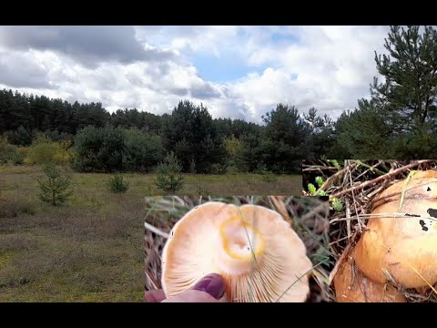 Видео: Соснова полянка. Які гриби? 13 10 2025 в
