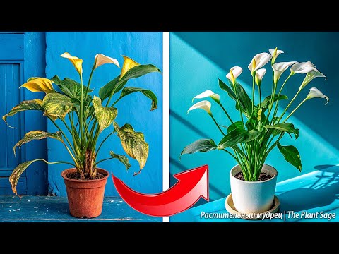 Видео: КАЛЛА ЭФИОПСКАЯ, УХОД В ДОМАШНИХ УСЛОВИЯХ 🌿  ВСЕГДА ДЕЛАЙТЕ ЭТО, ЕСЛИ ХОТИТЕ ПЫШНОЕ ЦВЕТЕНИЕ КАЛЛЫ!