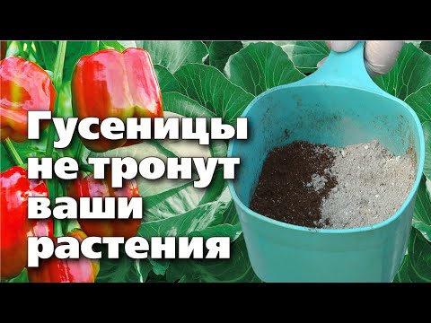 Видео: Простой способ избавиться от гусениц на овощах. Доступные компоненты -  отличный результат