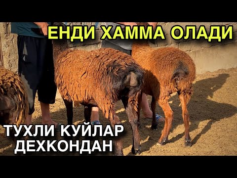 Видео: МАНА АРЗОН БУЛДИ ОЛИНГ ЕНДИ! Тухли Куй Нархлари 2025.