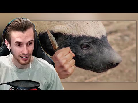 Видео: ЗАКВИЕЛЬ ВОСХИЩАЕТСЯ МЕДОЕДАМИ НА ПРОТЯЖЕНИИ 420 СЕКУНД | Нарезка со стрима ZakvielChannel