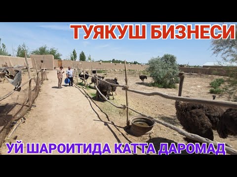 Видео: ТУЯКУШ БИЗНЕСИ УЙ ШАРОИТИДА КАТТА ДАРОМАД