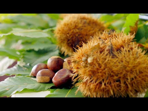 Видео: Каштаны: как их жарить и стоит ли собирать в парках?