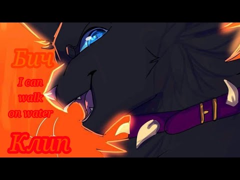 Видео: |Бич|I can walk on water, I can fly|Клип|Коты-воители|