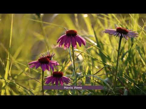 Видео: Жаңа Ән жинағы 2024-2025