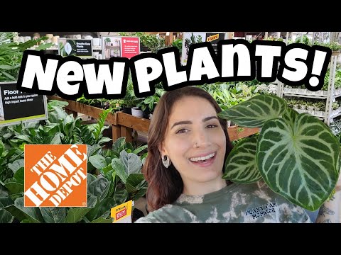 Видео: НОВЫЕ РАСТЕНИЯ В HOME DEPOT! 🌿 Покупка растений в Хуксетте, Нью-Гэмпшир 🖤
