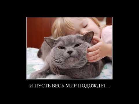 Видео: Веселые картинки. Приколы про котов смешные. Прикольные кошки.