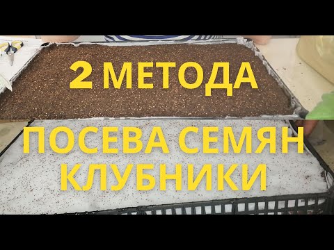 Видео: УНИКАЛЬНЫЕ МЕТОДЫ ПОСЕВА СЕМЯН КЛУБНИКИ