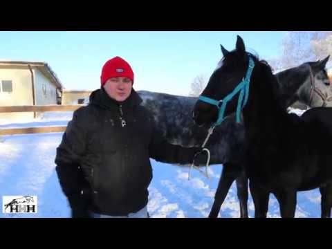 Видео: отъём жеребят