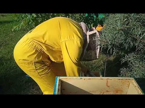 Видео: 17 августа 2023. отбор меда с василька в 6 рамочных ульях ППУ
