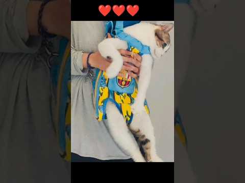 Видео: Сумка для переноски кошек и собак, легко сшить #diy #catlover