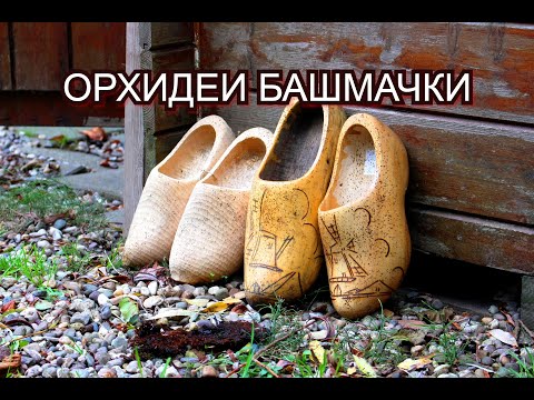 Видео: Орхидеи (башмаки)