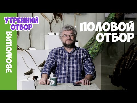 Видео: Половой отбор. Александр Рубцов