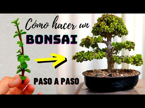 Видео: Как сделать бонсай с нуля | Бонсай из Портулакарии Афра
