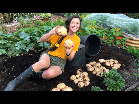 Видео: Как выращивать: картофель в горшках / Домашний огород