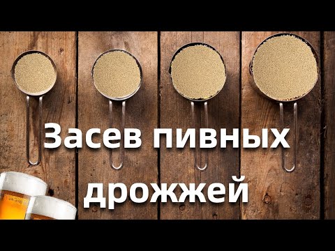 Видео: Засев пивных дрожжей 2!Сколько дрожжей нужно для лагера?Эксперимент с дрожжами!!!Дегустация!