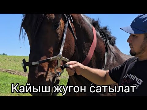 Видео: 4 май 2025  Кайыш жугон сатылат Сиз ойлогон жугон #эртокум#жугон#кайыш #жылкыбазар ##атбазар #кино