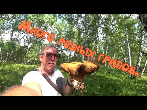 Видео: Много разных грибов в лесу.