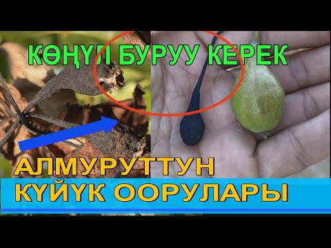 Видео: АЛМУРУТТУН  КҮЙҮК  ООРУЛАРЫНА КАРШЫ ЭМНЕ КЫЛУУ КЕРЕК???