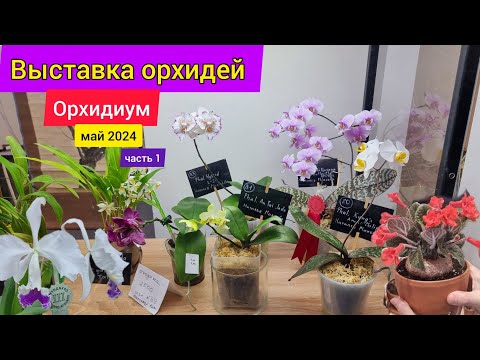 Видео: ВЫСТАВКА ОРХИДЕЙ в Москве! Орхидиум. Смотрим что привезли. Разговор с продавцами. Часть 1