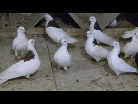 Видео: Голуби Игоря Рыбачка. Часть третья. Гусь Хрустальный.