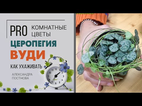 Видео: Церопегия вуди - неприхотливое и необычное ампельное комнатное растение | Секреты ухода