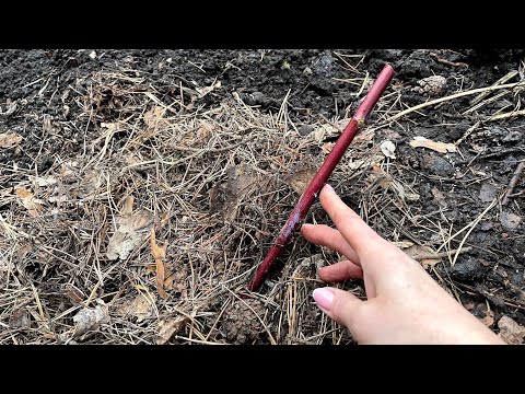 Видео: ЛУЧШИЙ СПОСОБ ПОСАДКИ МАЛИНЫ ДЛЯ 100% ПРИЖИВАЕМОСТИ!