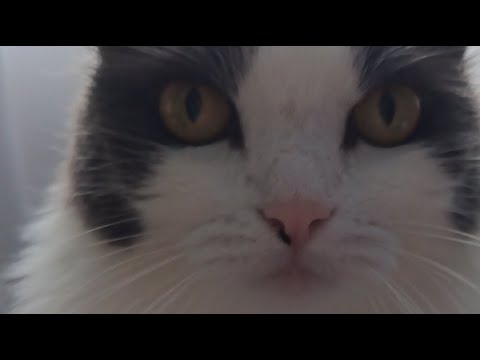 Видео: СТРИМ ПРО ХОМЯКА И КОШКУ, ЛАЙК ЗА ХОМЯКА И КОШКУ