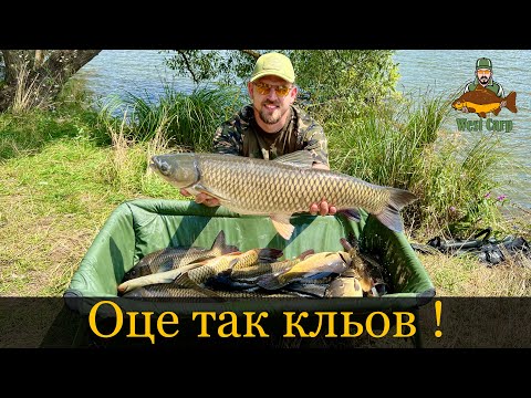 Видео: Рибалим на Флет фідер на мальовничій водоймі)Веселка то до шикарного кльову!)Потужні сазани та амури