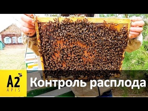 Видео: #пасека #а2апис: весеннее развитие #пчёл, объем расплода у #бакфаст, подсадка матки