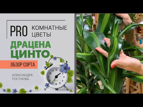 Видео: Комнатное растение Драцена Цинто | пышная и роскошная - как ухаживать, на что обратить внимание