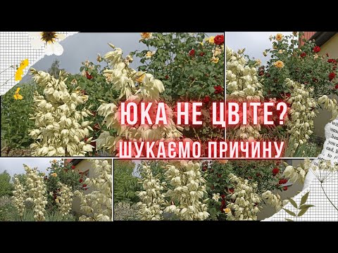 Видео: ЮКА догляд. Що робити з юкою після цвітіння? Чому не цвіте юка і як це виправити?