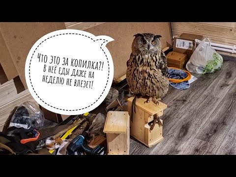 Видео: Пока сова Ёль гостит дома у кота Мурлока, в этой вашей руже бушует снежный буран