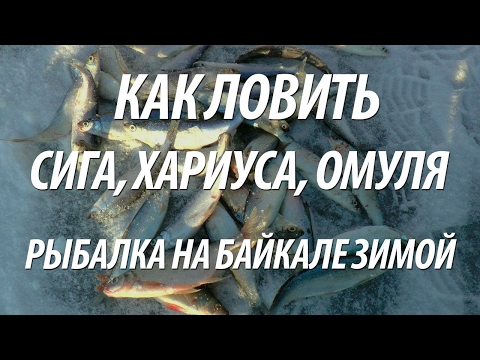 Видео: ЛОВЛЯ ЗИМОЙ СИГА, ХАРИУСА, ОМУЛЯ. ЗИМНЯЯ РЫБАЛКА НА БАЙКАЛЕ