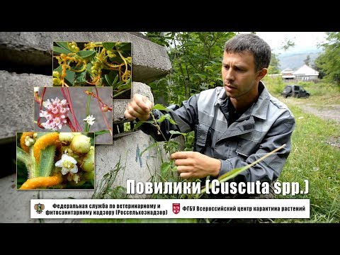 Видео: Повилики (Cuscuta spp.)