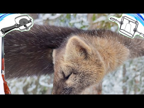 Видео: Разнообразная Добыча | Охота на Соболя