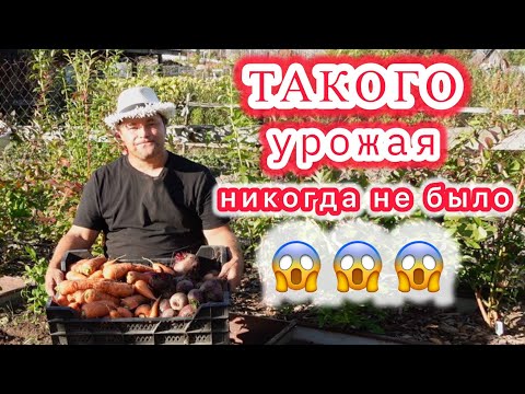 Видео: Убираем морковь и свеклу  Готовим грядки под посадку чеснока и лука