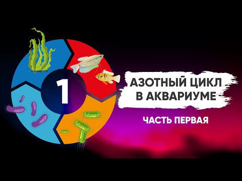 Видео: Азотный цикл в аквариуме. Часть 1