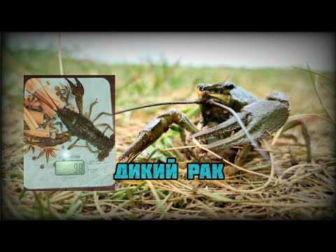 Видео: Дикий рак "ниндзя"