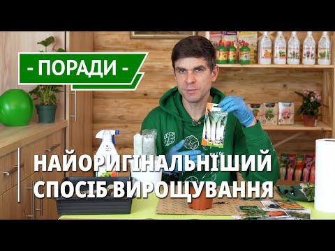 Видео: Розсада вирощування. Плюси і мінуси розсади в пелюшках і "равликах"