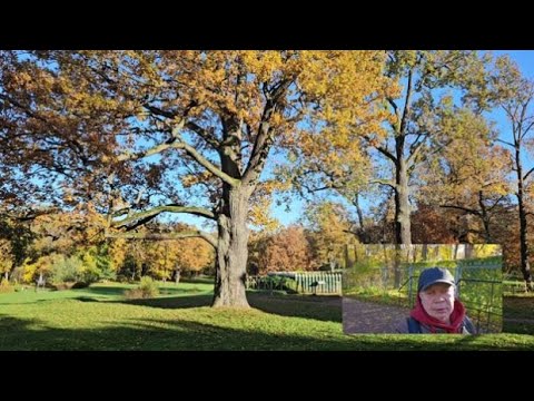 Видео: Александрия в золотую осень.