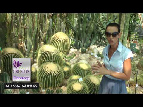 Видео: Эхинокактус грузони. На видео экземпляры которым более 100 лет.
